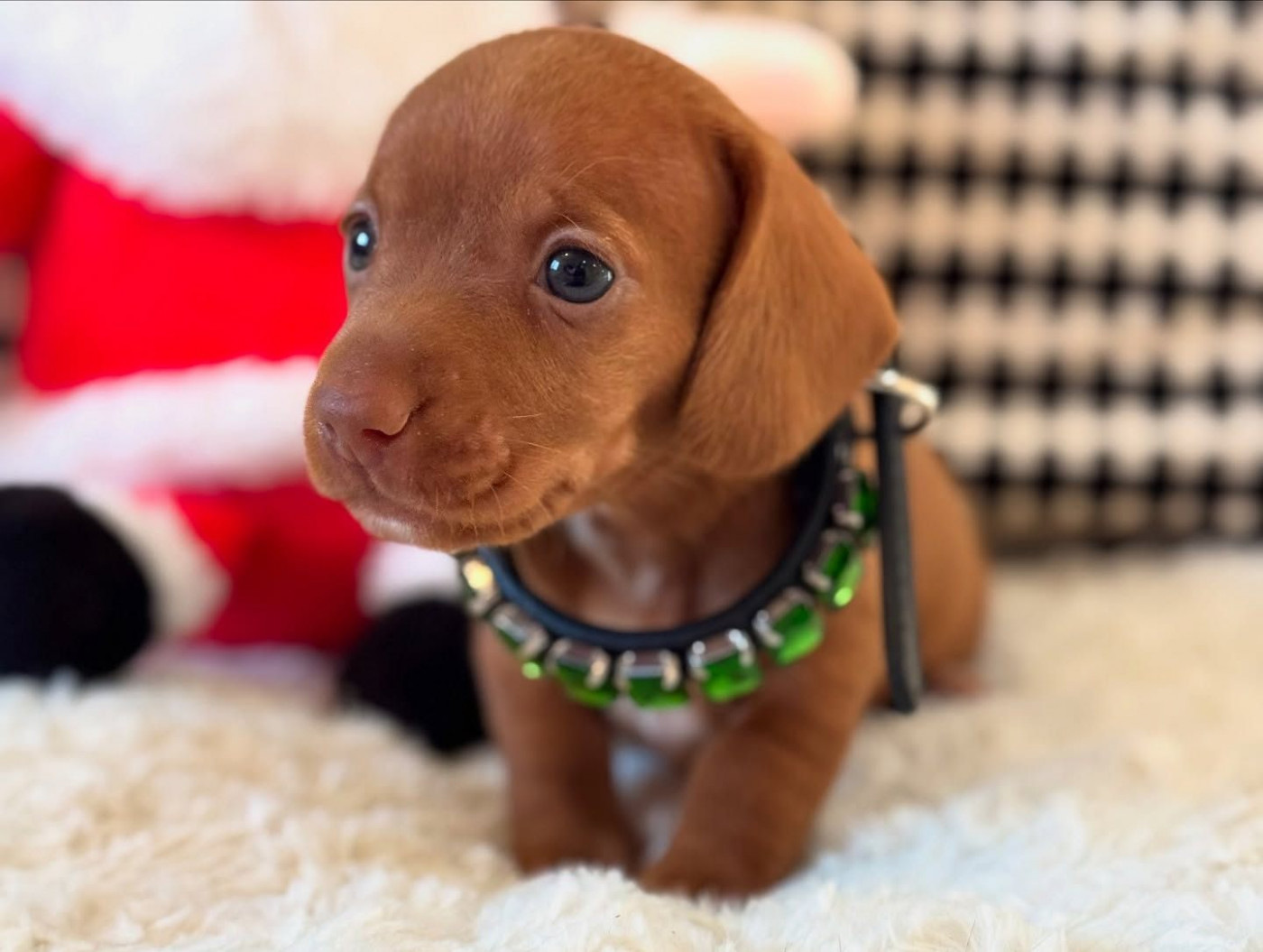 KC PRA clear true mini dachshund puppies available